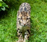 Leopard Creates Panic in Alladurgam Medak District