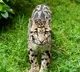 Leopard Creates Panic in Alladurgam Medak District
