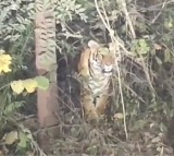 Srisailam Pilgrims Encounter Tiger on Footpath