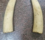 Elephant tusks worth Rs 2 crore stolen from high-security military camp in Kerala