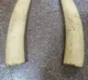 Elephant tusks worth Rs 2 crore stolen from high-security military camp in Kerala