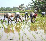 AI booster for agriculture: 7.63 crore farmer IDs created, 23.5 crore crop plots surveyed