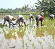 AI booster for agriculture: 7.63 crore farmer IDs created, 23.5 crore crop plots surveyed
