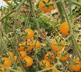 MS Dhoni Organic Tomatoes from Ranchi Farm Hit Market