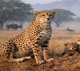 Cheetahs becoming integral part of India's forest ecosystem again: MP govt