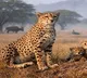 Cheetahs becoming integral part of India's forest ecosystem again: MP govt