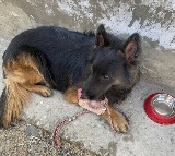 Army Dog Tyson Helps Neutralize 3 Terrorists in JK Despite Injury