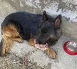 Army Dog Tyson Helps Neutralize 3 Terrorists in JK Despite Injury