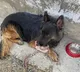 Army Dog Tyson Helps Neutralize 3 Terrorists in JK Despite Injury