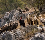 Madhya Pradesh: Panna records 1,127 vultures, Shivpuri 735 in first phase of census