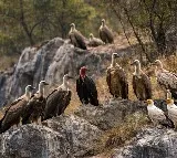 Madhya Pradesh: Panna records 1,127 vultures, Shivpuri 735 in first phase of census