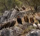Madhya Pradesh: Panna records 1,127 vultures, Shivpuri 735 in first phase of census