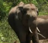 Woman’s death in elephant attack sparks bandh, clashes in K'taka’s Chikkamagaluru; ten cops hurt