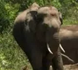 Woman’s death in elephant attack sparks bandh, clashes in K'taka’s Chikkamagaluru; ten cops hurt