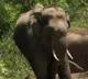 Woman’s death in elephant attack sparks bandh, clashes in K'taka’s Chikkamagaluru; ten cops hurt