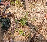 Six Pythons Found in Karnataka Home