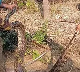 Six Pythons Found in Karnataka Home