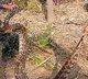 Six Pythons Found in Karnataka Home