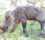 Nepal tags wild boar as agricultural menace to tackle farm losses