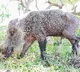 Nepal tags wild boar as agricultural menace to tackle farm losses
