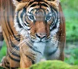 Polavaram Tiger Scare Again Alert Sounded by Officials