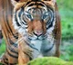 Polavaram Tiger Scare Again Alert Sounded by Officials