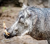 Nepal Declares Wild Boars as Disaster Allowing Farmers to Kill Them