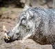 Nepal Declares Wild Boars as Disaster Allowing Farmers to Kill Them