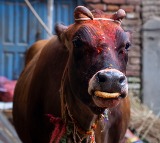 Gorakshaks intercept container transporting cows in Hyderabad​