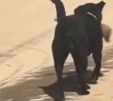 Dog Carries Human Leg Shimla Hospital Says Staff Forgot To Lock Door