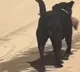 Dog Carries Human Leg Shimla Hospital Says Staff Forgot To Lock Door