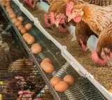Saudi Arabia bans poultry egg imports from 40 countries