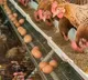 Saudi Arabia bans poultry egg imports from 40 countries