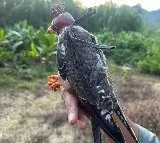 Amur falcons tagged in Manipur reach Africa; three birds tracked in Somalia, Zimbabwe & Botswana