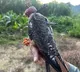 Amur falcons tagged in Manipur reach Africa; three birds tracked in Somalia, Zimbabwe & Botswana