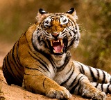 Tribals Threaten to Kill Explorer Tiger in Rampachodavaram Agency