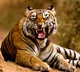 Tribals Threaten to Kill Explorer Tiger in Rampachodavaram Agency