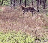Cheetahs transported from Botswana released at MP's Kuno National Park