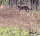 Cheetahs transported from Botswana released at MP's Kuno National Park