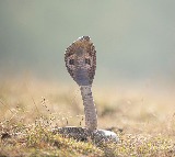 Dake Anil Kumar Protests with Snake at Council Meeting