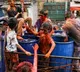 Governors, CMs of Telugu states greet people on Holi