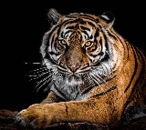 Polavaram Tiger creates a stir in district