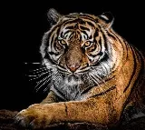 Polavaram Tiger creates a stir in district