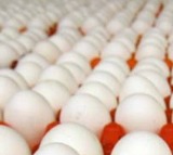 Egg Prices Crash Due to Iran War and Summer