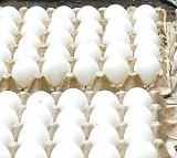 Andhra Pradesh Egg Prices Crash Farmers in Distress