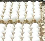 Andhra Pradesh Egg Prices Crash Farmers in Distress