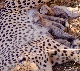 Namibian cheetah Jwala gives birth to five cubs at Kuno, India born tally rises to 33