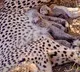 Namibian cheetah Jwala gives birth to five cubs at Kuno, India born tally rises to 33