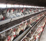 Nagar Kurnool Poultry Deaths 10000 Chickens Die in One Day
