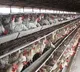 Nagar Kurnool Poultry Deaths 10000 Chickens Die in One Day